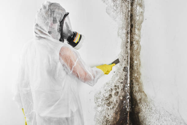 Water damage restoration mold remediation