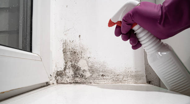 Trusted Quartzsite, AZ Water damage restoration Experts